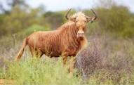 Rare Golden Wildebeest