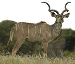 Majestic KUDU