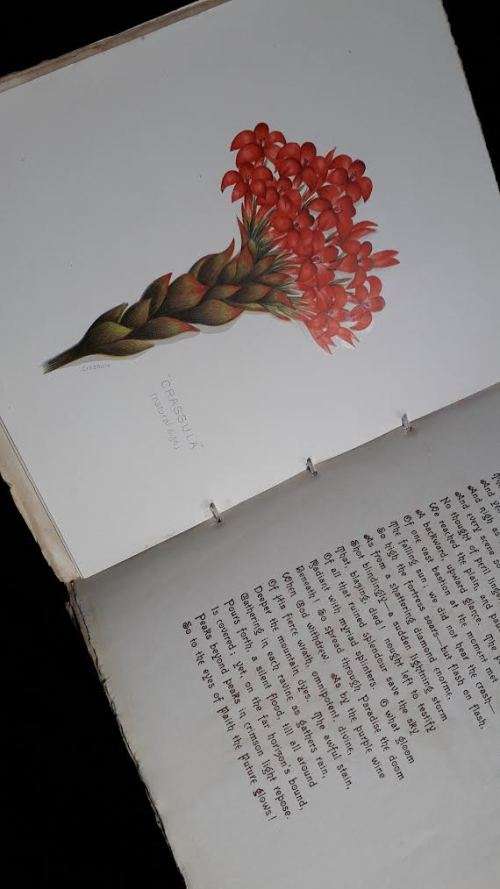 AFRICANA Table Mountain - Pictures with pen and camera. Arthur Vine Hall. Victorian era.