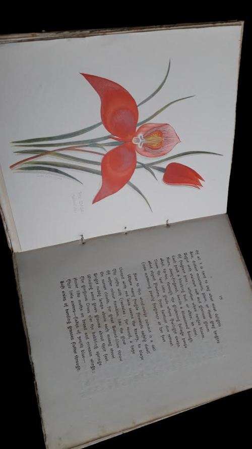 AFRICANA Table Mountain - Pictures with pen and camera. Arthur Vine Hall. Victorian era.