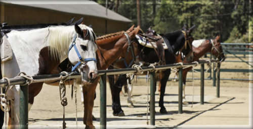 CHAMPAGNE LANE - 10 to 14 July 2017 - 6 sleeper - School Holidays