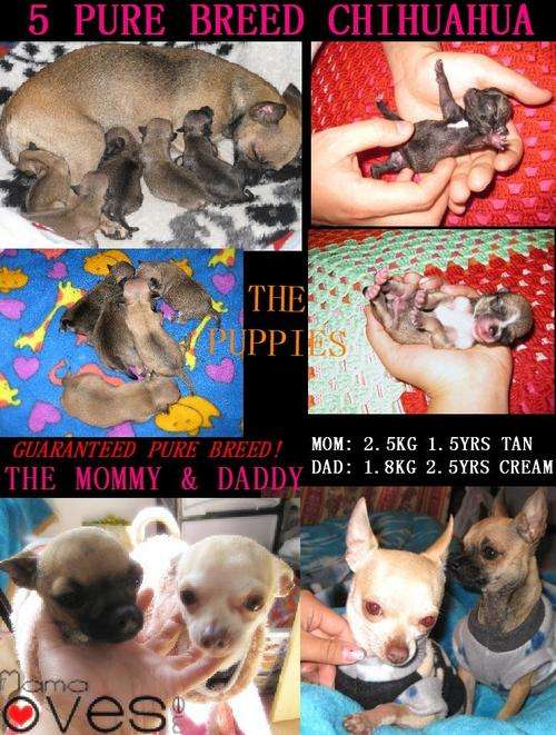 Pure Breed Chihuahua