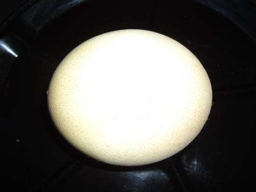 Ostritch eggs