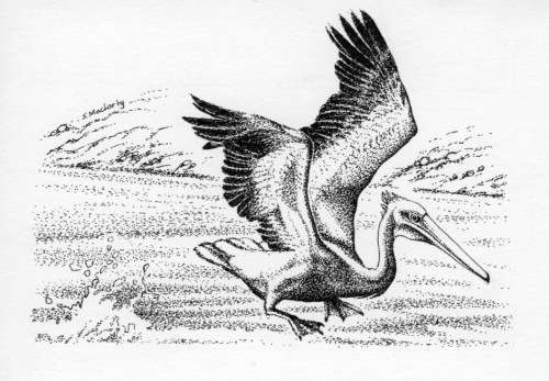 Vintage original ink drawing of Pinkbacked pelican