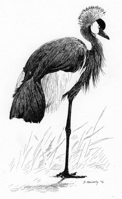 Vintage original ink drawing of Crowned crane
