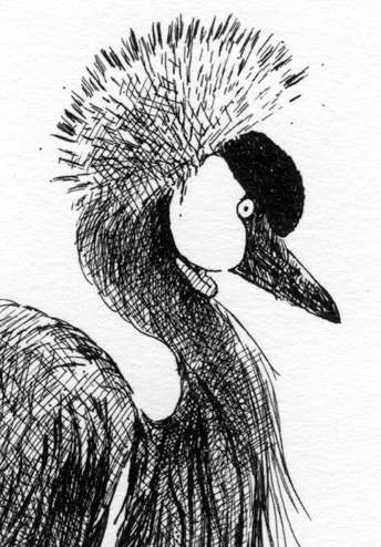 Vintage original ink drawing of Crowned crane