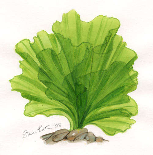 Botanical paintings - set of 5 marine watercolours