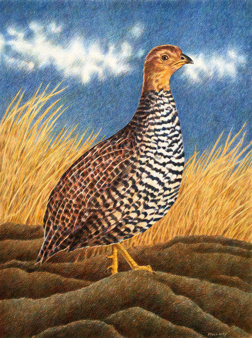 Two vintage bird paintings - Francolins