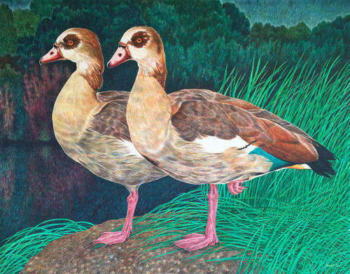 Vintage watercolour painting of Egyptian geese