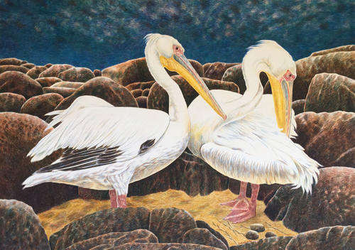 Vintage watercolour painting of two Great White Pelicans