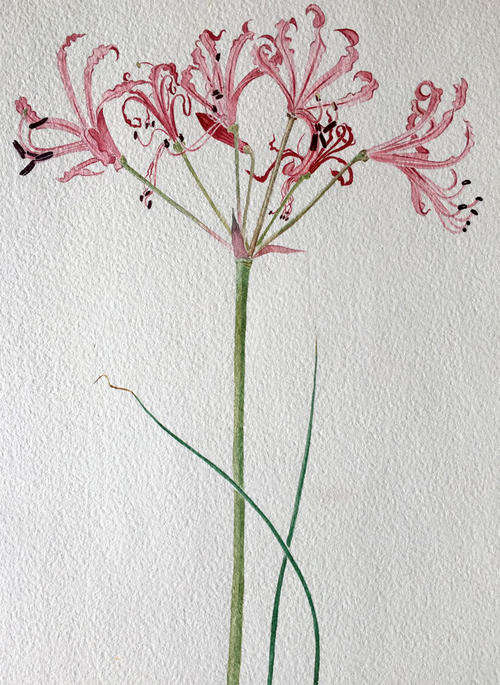 Vintage original botanical painting