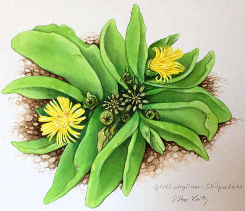 Botanical watercolour - Glottiphyllum (Skilpadkos)