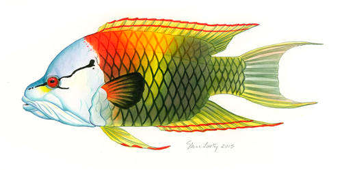 Fish watercolour - Slingjaw wrasse