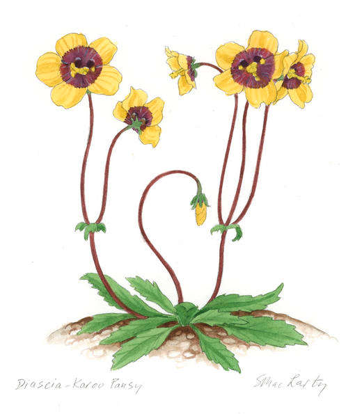 Klein Karoo plants - set of 4 watercolour paintings