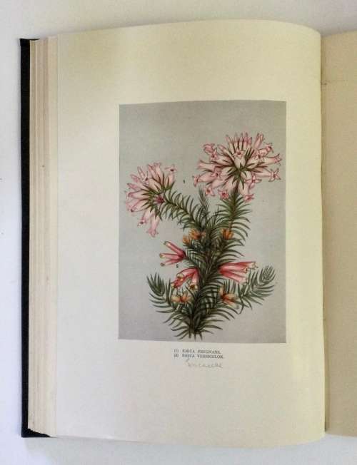 Wild Flowers of the Cape - A Handel Hamer. Hardcover, undated.