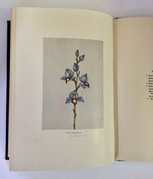Wild Flowers of the Cape - A Handel Hamer. Hardcover, undated.