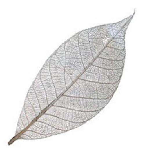 Pack of Silver Skeleton Leaves (5 Pieces per Pack)