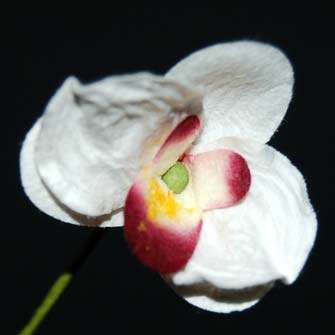 Orchid Flower Embellishment