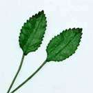 15mm x 10mm Green Leaves Paper Embellishment (Sold in Pack of 5 Pieces)