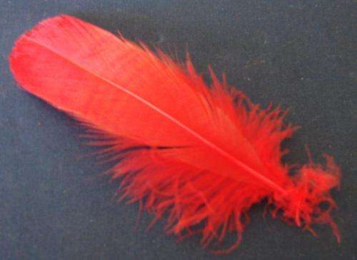 16cm Red Feathers (Sold in Pack of 5 Feathers)