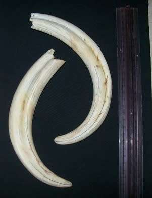 PAIR OF WARTHOG TUSKS