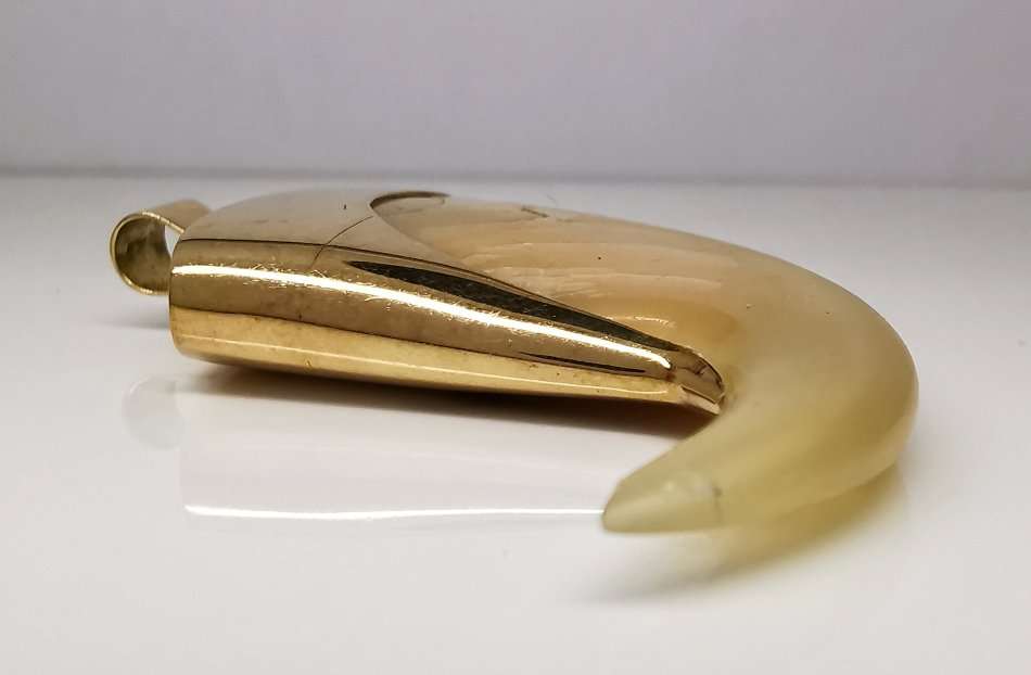 Massive | One Of A Kind | Lion Claw Pendant | 14 ct Gold Setting | 4.7cm In Length 4cm Width
