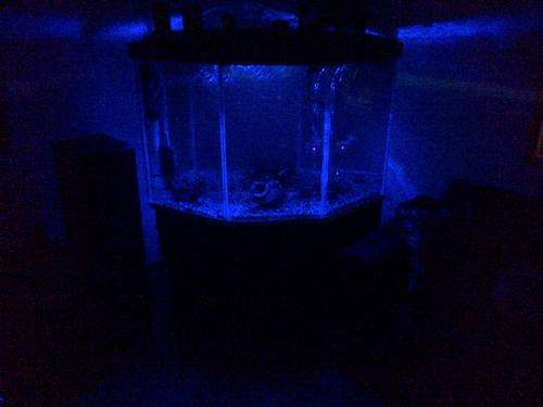 Aquashine LED 12Vdc 60cm 453nm Blue