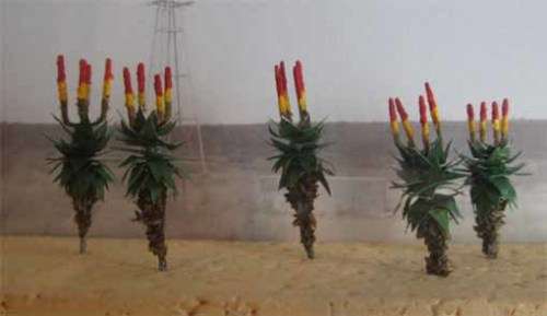 MSP HO SCALE - 5 X SA ALOES (NEW CARDED) MADE IN SA.