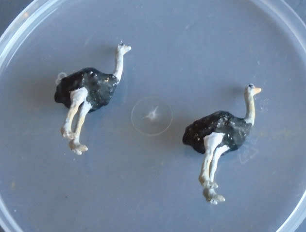 HO SCALE - 2 X OSTRICHES