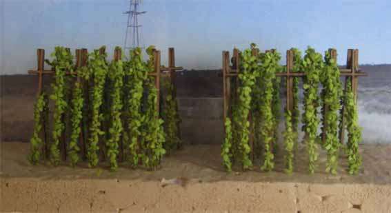 MSP - RUNNER BEANS in HO SCALE 25mm (MADE IN RSA)