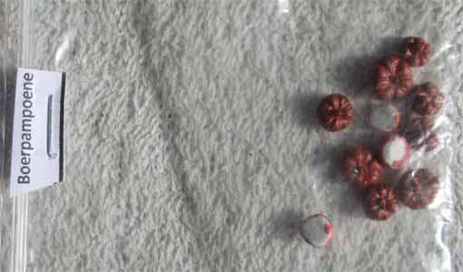 10 X BOERPAMPOENE (PUMPKINS) in HO SCALE (NEW)