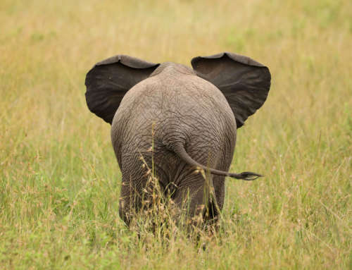 NGWENYA LODGE - 2 BEDROOM 6 SLEEPER 25-11-22 TO 28-11-22 (INCLUDING WEEKEND)