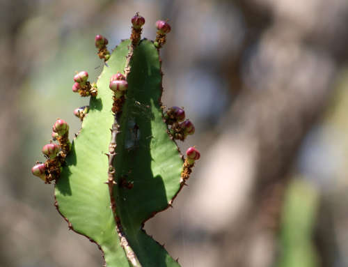 NGWENYA LODGE - 2 BEDROOM 6 SLEEPER 25-11-22 TO 28-11-22 (INCLUDING WEEKEND)