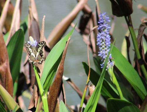 NGWENYA LODGE - 2 BEDROOM 6 SLEEPER 25-11-22 TO 28-11-22 (INCLUDING WEEKEND)