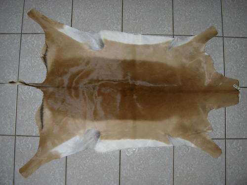 IMPALA HIDE with Fauna & Flora Certificate