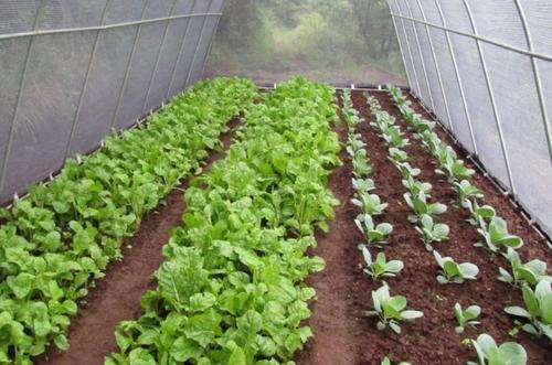 Galvanized vegetable Tunnels (L) 10mx(W) 4m x (H) 2.3 m
