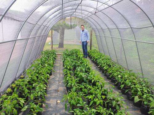 Galvanized vegetable tunnel