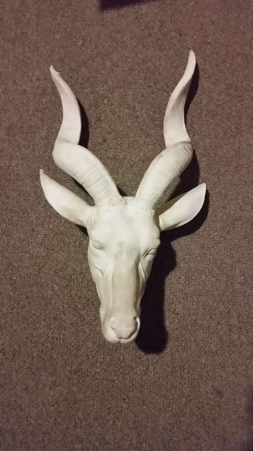 Impala buck head and real horns