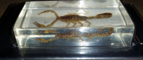 Real Scorpion in Lucite