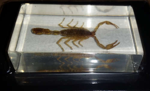 Real Scorpion in Lucite