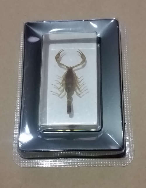Real Scorpion in Lucite