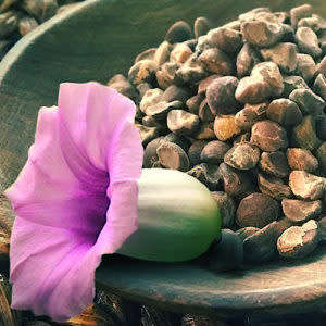 Hawaiian Baby Woodrose Seeds - 10g (~100 seeds)