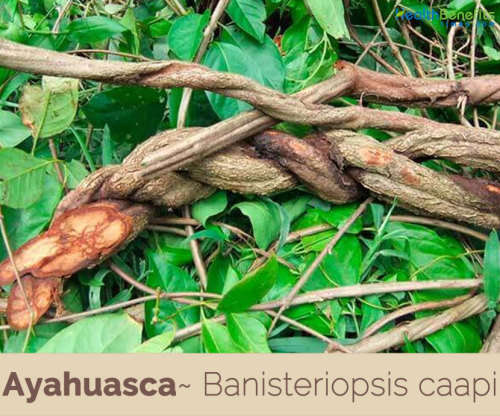 Caapi Vine - Shredded Banisteriopsis caapi