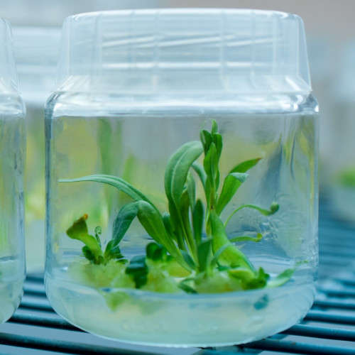 Murashige and Skoog Medium (MS)