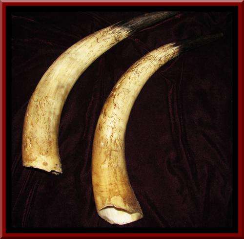 FOR YOUR WALL!!! BEAUTIFUL LARGE PAIR OF BULL/OX HORNS