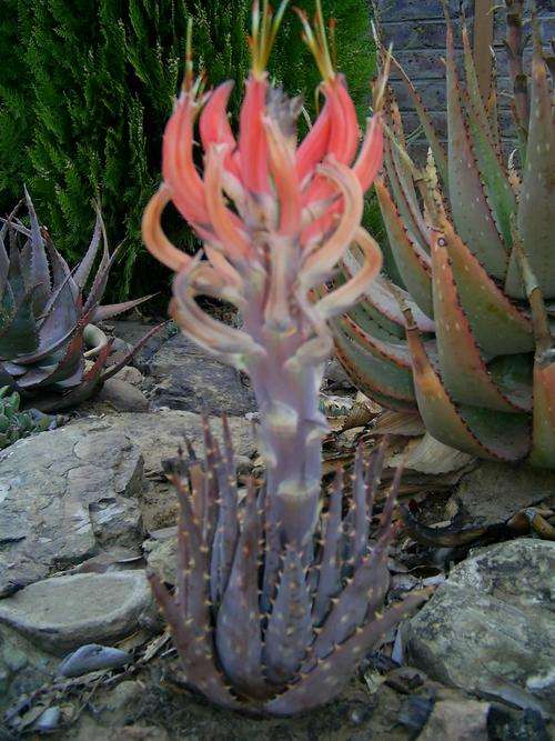 Aloe longistyla - Dwarf Aloe - Rare