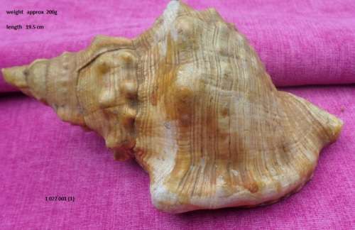 Conch Sea shell  Weight 200g Length 19cm Condition as per photos