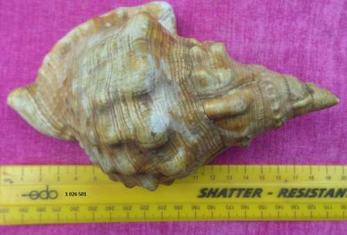 Conch Sea shell  Weight 200g Length 19cm Condition as per photos