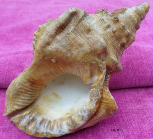 Conch Sea shell  Weight 200g Length 19cm Condition as per photos