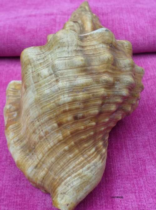 Conch Sea shell  Weight 200g Length 19cm Condition as per photos